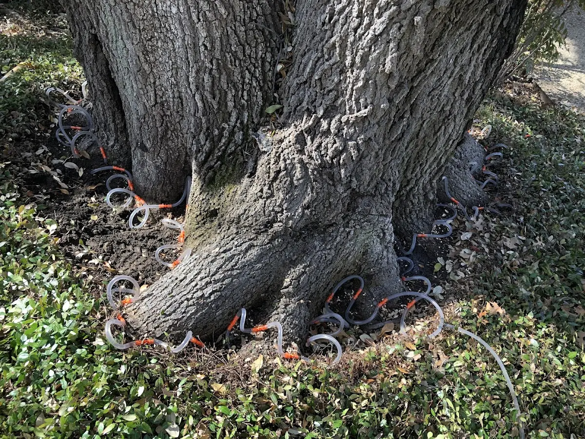 Detailed Tree Cabling and Bracing job site in Port Saint Joe