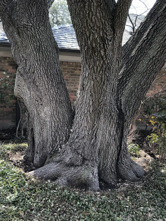 Mature heritage tree close to a Port Saint Joe property cared for by certified arborists